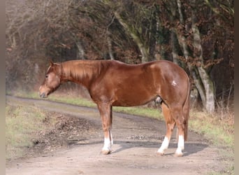 American Quarter Horse, Wałach, 5 lat, 157 cm, Ciemnokasztanowata