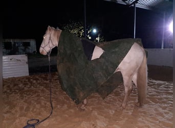 American Quarter Horse Mix, Wałach, 5 lat, 157 cm, Cremello