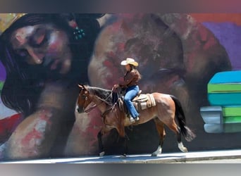 American Quarter Horse, Wałach, 5 lat, 157 cm, Gniadodereszowata