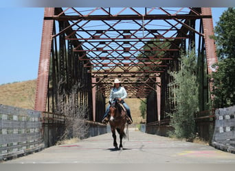 American Quarter Horse, Wałach, 5 lat, 157 cm, Gniadodereszowata