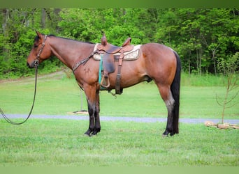American Quarter Horse, Wałach, 5 lat, 157 cm, Gniadodereszowata