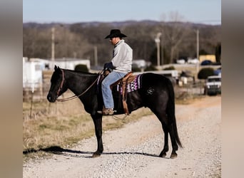 American Quarter Horse, Wałach, 5 lat, 157 cm, Kara
