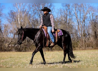 American Quarter Horse, Wałach, 5 lat, 157 cm, Kara