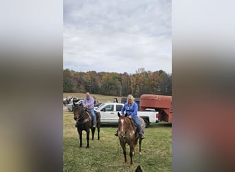 American Quarter Horse, Wałach, 5 lat, 157 cm, Kasztanowatodereszowata