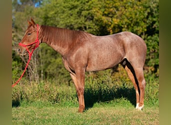 American Quarter Horse, Wałach, 5 lat, 157 cm, Kasztanowatodereszowata