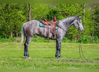 American Quarter Horse, Wałach, 5 lat, 157 cm, Siwa jabłkowita