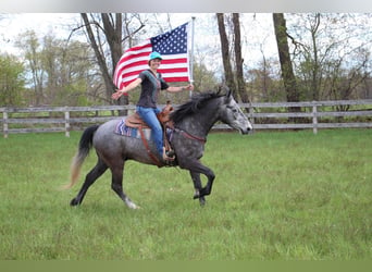 American Quarter Horse, Wałach, 5 lat, 157 cm, Siwa