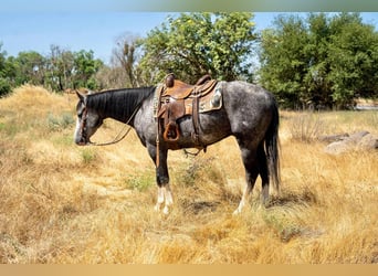 American Quarter Horse, Wałach, 5 lat, 157 cm, Siwa