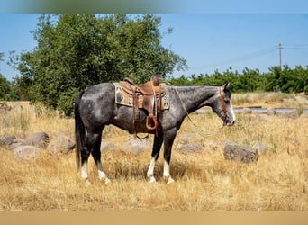 American Quarter Horse, Wałach, 5 lat, 157 cm, Siwa