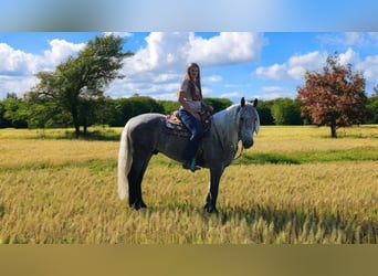 American Quarter Horse Mix, Wałach, 5 lat, 157 cm, Siwa