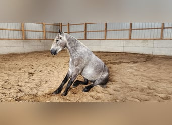 American Quarter Horse Mix, Wałach, 5 lat, 157 cm, Siwa