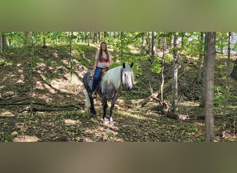 American Quarter Horse Mix, Wałach, 5 lat, 157 cm, Siwa