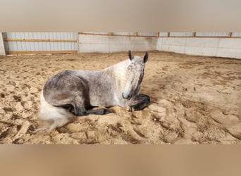 American Quarter Horse Mix, Wałach, 5 lat, 157 cm, Siwa