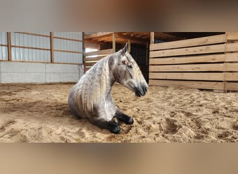 American Quarter Horse Mix, Wałach, 5 lat, 157 cm, Siwa