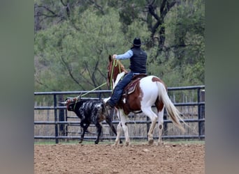 American Quarter Horse, Wałach, 5 lat, 157 cm, Tobiano wszelkich maści