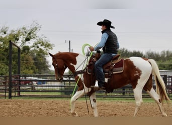 American Quarter Horse, Wałach, 5 lat, 157 cm, Tobiano wszelkich maści