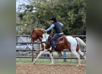 American Quarter Horse, Wałach, 5 lat, 157 cm, Tobiano wszelkich maści