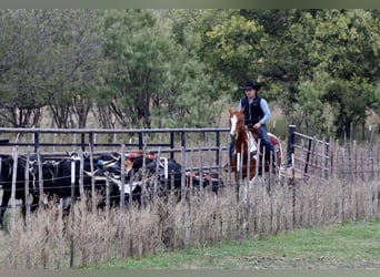 American Quarter Horse, Wałach, 5 lat, 157 cm, Tobiano wszelkich maści