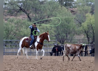 American Quarter Horse, Wałach, 5 lat, 157 cm, Tobiano wszelkich maści