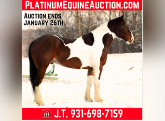 American Quarter Horse, Wałach, 5 lat, 157 cm, Tobiano wszelkich maści