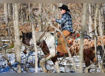 American Quarter Horse, Wałach, 5 lat, 157 cm, Tobiano wszelkich maści