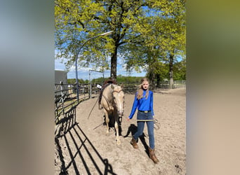 American Quarter Horse, Wałach, 5 lat, 158 cm, Izabelowata