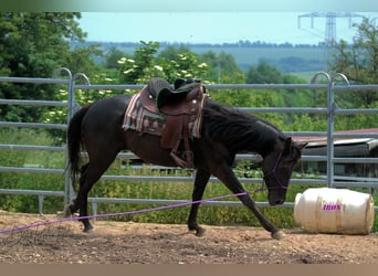 American Quarter Horse, Wałach, 5 lat, 158 cm, Kara