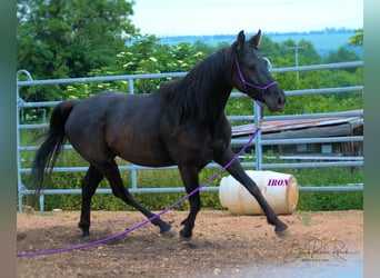 American Quarter Horse, Wałach, 5 lat, 158 cm, Kara