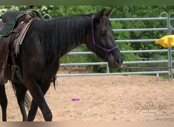 American Quarter Horse, Wałach, 5 lat, 158 cm, Kara