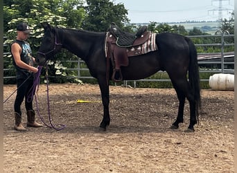 American Quarter Horse, Wałach, 5 lat, 158 cm, Kara