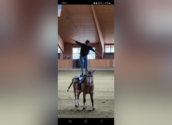 American Quarter Horse, Wałach, 5 lat, 160 cm, Bułana