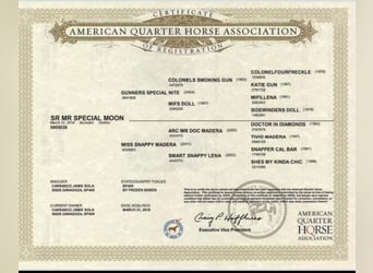 American Quarter Horse, Wałach, 5 lat, 160 cm, Bułana