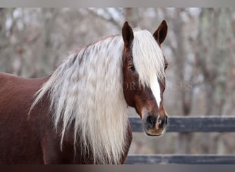 American Quarter Horse Mix, Wałach, 5 lat, 160 cm, Izabelowata