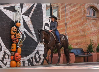 American Quarter Horse, Wałach, 5 lat, 160 cm, Kara