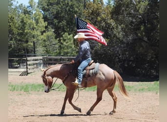 American Quarter Horse, Wałach, 5 lat, 160 cm, Kasztanowatodereszowata