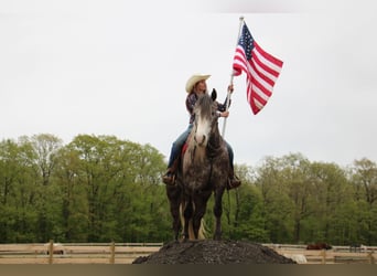 American Quarter Horse, Wałach, 5 lat, 160 cm, Siwa jabłkowita