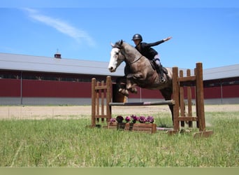 American Quarter Horse, Wałach, 5 lat, 160 cm, Siwa jabłkowita