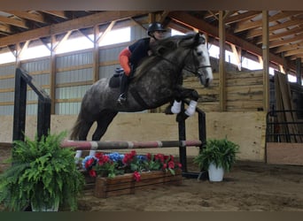 American Quarter Horse, Wałach, 5 lat, 160 cm, Siwa jabłkowita