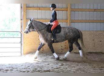 American Quarter Horse, Wałach, 5 lat, 160 cm, Siwa jabłkowita