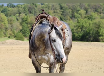 American Quarter Horse, Wałach, 5 lat, 160 cm, Siwa