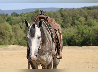 American Quarter Horse, Wałach, 5 lat, 160 cm, Siwa