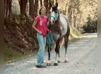 American Quarter Horse, Wałach, 5 lat, 160 cm, Siwa