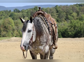 American Quarter Horse, Wałach, 5 lat, 160 cm, Siwa