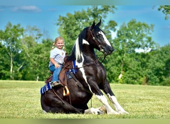 American Quarter Horse Mix, Wałach, 5 lat, 163 cm