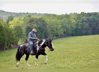 American Quarter Horse Mix, Wałach, 5 lat, 163 cm