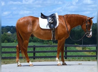 American Quarter Horse, Wałach, 5 lat, 165 cm, Ciemnokasztanowata