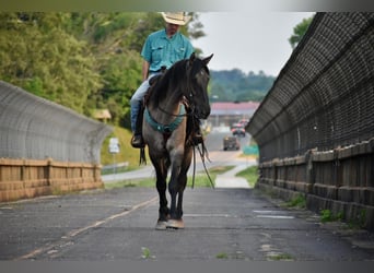 American Quarter Horse, Wałach, 5 lat, 168 cm, Bułana