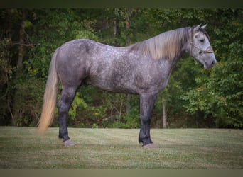 American Quarter Horse, Wałach, 5 lat, 170 cm, Siwa jabłkowita