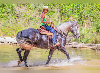 American Quarter Horse, Wałach, 5 lat, 170 cm, Siwa jabłkowita