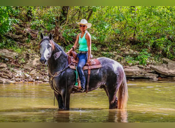 American Quarter Horse, Wałach, 5 lat, 170 cm, Siwa jabłkowita